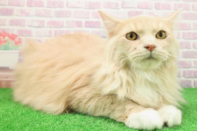 神奈川県のラガマフィン (Coo&RIKU長津田店/2025年7月14日生まれ/男の子/クリームタビーホワイト)の子猫の3枚目の画像