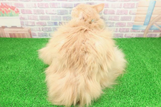 神奈川県のラガマフィン (Coo&RIKU長津田店/2025年7月14日生まれ/男の子/クリームタビーホワイト)の子猫の4枚目の画像