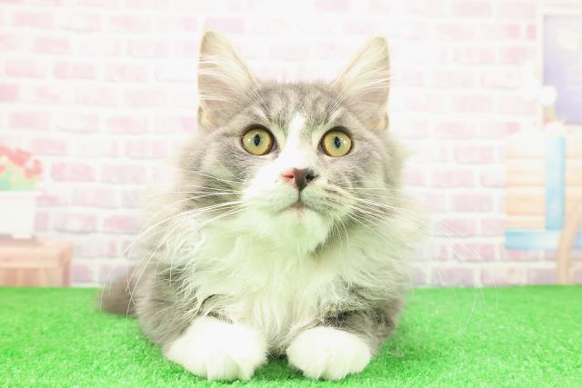 埼玉県のラガマフィン (Coo&RIKU所沢店/2025年9月22日生まれ/男の子/ブルータビーホワイト)の子猫の1枚目の画像