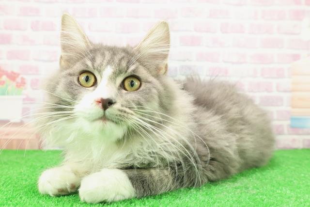 埼玉県のラガマフィン (Coo&RIKU所沢店/2025年9月22日生まれ/男の子/ブルータビーホワイト)の子猫の2枚目の画像