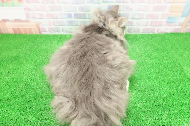 埼玉県のラガマフィン (Coo&RIKU所沢店/2025年9月22日生まれ/男の子/ブルータビーホワイト)の子猫の4枚目の画像