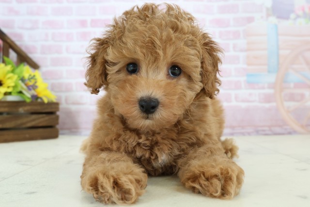 福岡県のトイプードル(トイ) (Coo&RIKU福岡古賀店/2025年12月1日生まれ/女の子/オレンジフォーンホワイト)の子犬の1枚目の画像