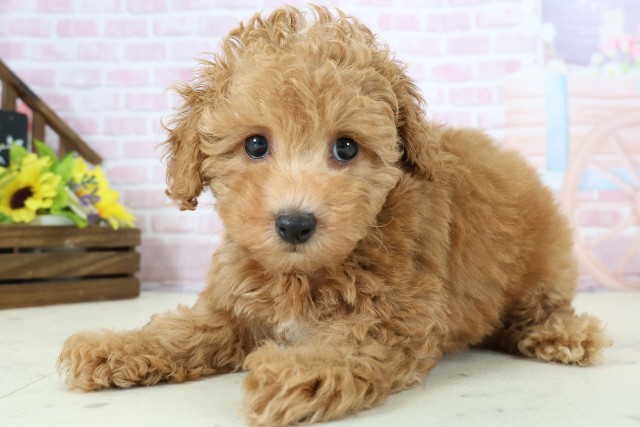 福岡県のトイプードル(トイ) (Coo&RIKU福岡古賀店/2025年12月1日生まれ/女の子/オレンジフォーンホワイト)の子犬の3枚目の画像