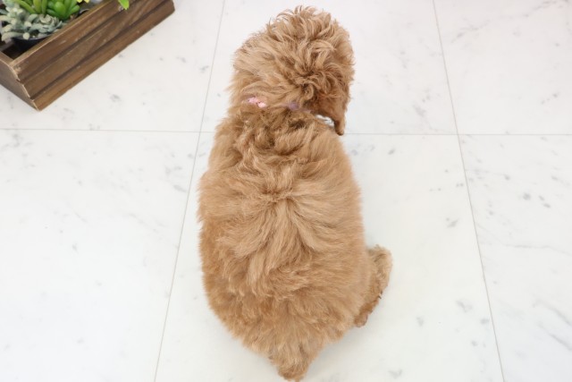福岡県のトイプードル(トイ) (Coo&RIKU福岡古賀店/2025年12月1日生まれ/女の子/オレンジフォーンホワイト)の子犬の4枚目の画像