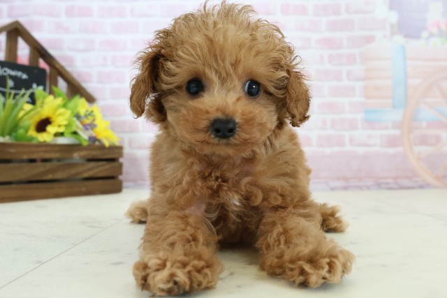 鹿児島県のトイプードル(トイ) (Coo&RIKU鹿児島店/2025年12月1日生まれ/女の子/オレンジフォーン)の子犬の1枚目の画像