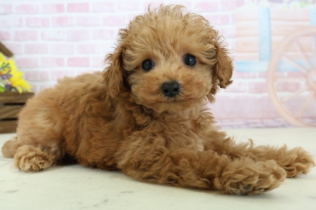 鹿児島県のトイプードル(トイ) (Coo&RIKU鹿児島店/2025年12月1日生まれ/女の子/オレンジフォーン)の子犬の2枚目の画像