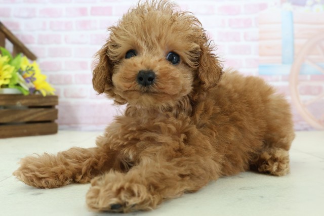 鹿児島県のトイプードル(トイ) (Coo&RIKU鹿児島店/2025年12月1日生まれ/女の子/オレンジフォーン)の子犬の3枚目の画像