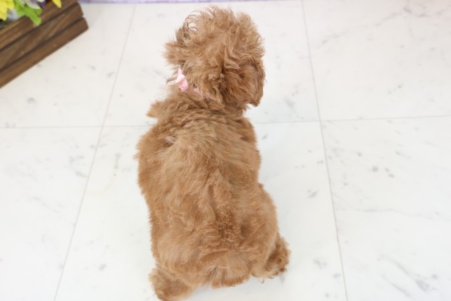 鹿児島県のトイプードル(トイ) (Coo&RIKU鹿児島店/2025年12月1日生まれ/女の子/オレンジフォーン)の子犬の4枚目の画像