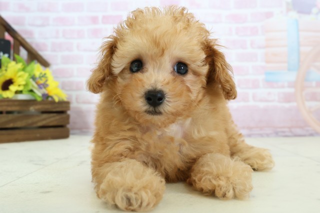 熊本県のトイプードル(トイ) (Coo&RIKU宇土シティモール店/2025年12月1日生まれ/女の子/オレンジフォーン)の子犬の1枚目の画像