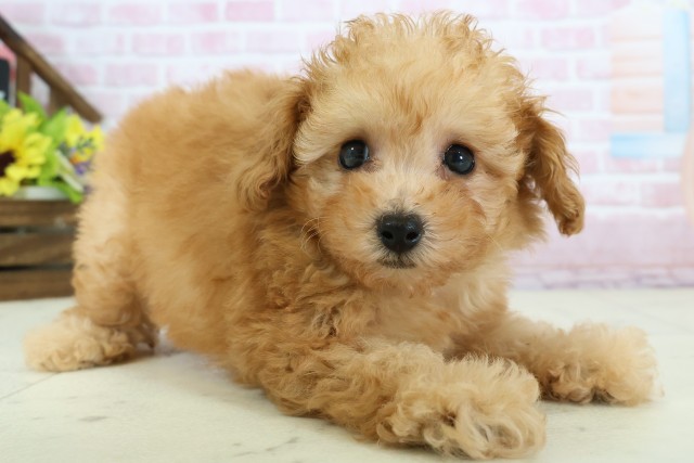 熊本県のトイプードル(トイ) (Coo&RIKU宇土シティモール店/2025年12月1日生まれ/女の子/オレンジフォーン)の子犬の2枚目の画像