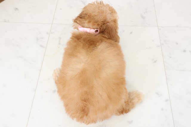 熊本県のトイプードル(トイ) (Coo&RIKU宇土シティモール店/2025年12月1日生まれ/女の子/オレンジフォーン)の子犬の4枚目の画像