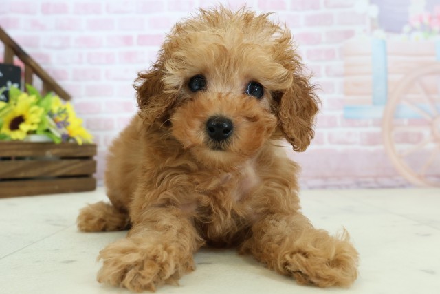 福岡県のトイプードル(トイ) (Coo&RIKU福岡西店/2025年12月1日生まれ/女の子/オレンジフォーン)の子犬の1枚目の画像