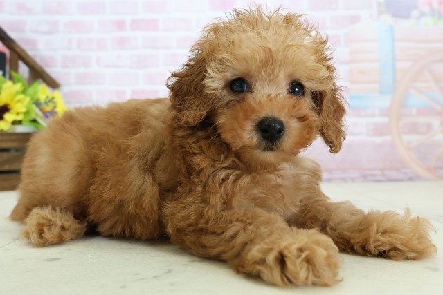 福岡県のトイプードル(トイ) (Coo&RIKU福岡西店/2025年12月1日生まれ/女の子/オレンジフォーン)の子犬の2枚目の画像