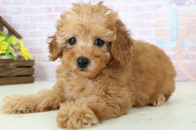 福岡県のトイプードル(トイ) (Coo&RIKU福岡西店/2025年12月1日生まれ/女の子/オレンジフォーン)の子犬の3枚目の画像