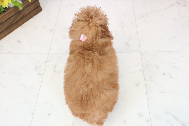 福岡県のトイプードル(トイ) (Coo&RIKU福岡西店/2025年12月1日生まれ/女の子/オレンジフォーン)の子犬の4枚目の画像