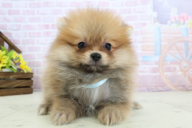 福岡県のポメラニアン (Coo&RIKU福岡西店/2025年12月2日生まれ/男の子/オレンジセーブル)の子犬の1枚目の画像