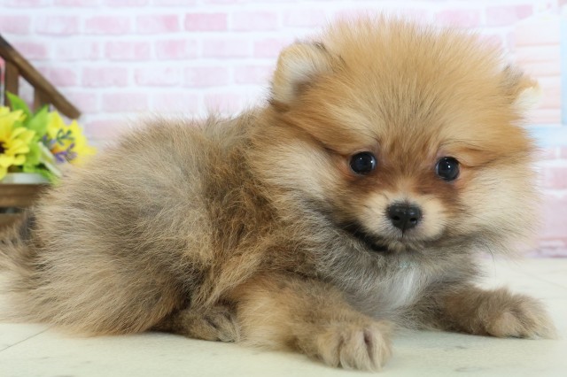 福岡県のポメラニアン (Coo&RIKU福岡西店/2025年12月2日生まれ/男の子/オレンジセーブル)の子犬の2枚目の画像