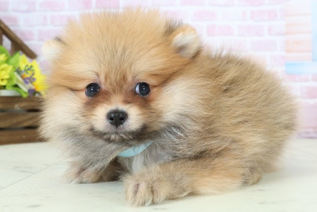 福岡県のポメラニアン (Coo&RIKU福岡西店/2025年12月2日生まれ/男の子/オレンジセーブル)の子犬の3枚目の画像