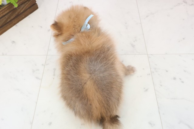 福岡県のポメラニアン (Coo&RIKU福岡西店/2025年12月2日生まれ/男の子/オレンジセーブル)の子犬の4枚目の画像