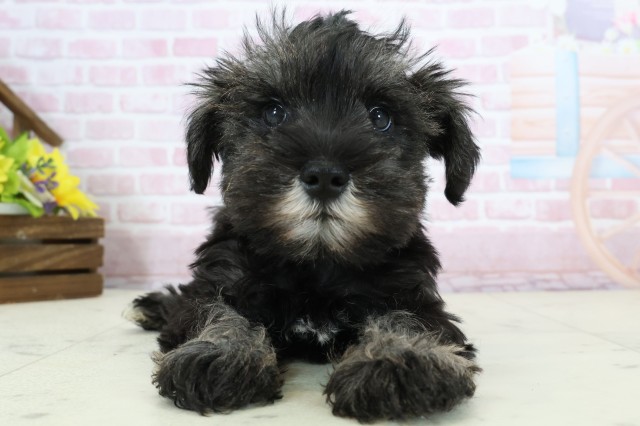 福岡県のミニチュアシュナウザー (Coo&RIKU小倉店/2025年11月26日生まれ/女の子/ソルトペッパー)の子犬の1枚目の画像