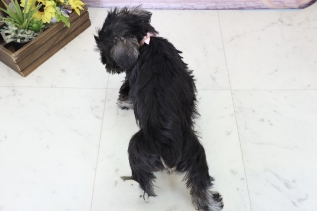 福岡県のミニチュアシュナウザー (Coo&RIKU小倉店/2025年11月26日生まれ/女の子/ソルトペッパー)の子犬の4枚目の画像