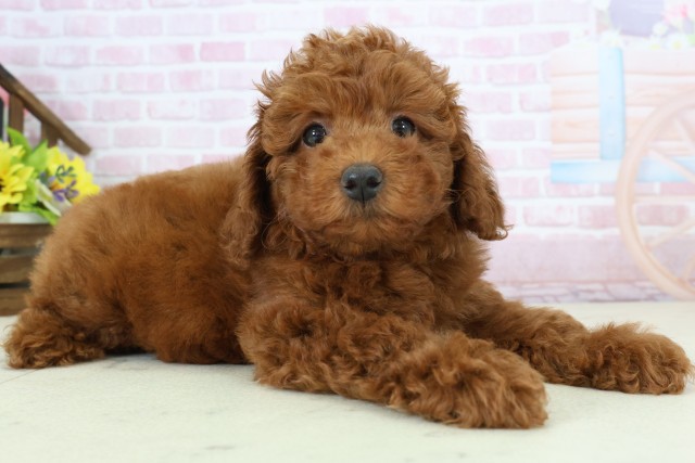 熊本県のトイプードル(トイ) (Coo&RIKUカリーノ玉名店/2025年11月27日生まれ/男の子/レッドフォーン)の子犬の2枚目の画像