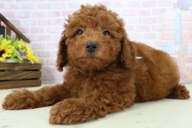 熊本県のトイプードル(トイ) (Coo&RIKUカリーノ玉名店/2025年11月27日生まれ/男の子/レッドフォーン)の子犬の3枚目の画像