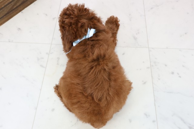 熊本県のトイプードル(トイ) (Coo&RIKUカリーノ玉名店/2025年11月27日生まれ/男の子/レッドフォーン)の子犬の4枚目の画像