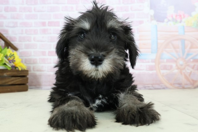 ミニチュア・シュナウザー