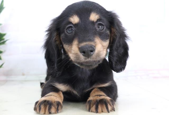 熊本県のミニチュアダックスフンド(ロング) (Coo&RIKUイオンモール宇城店/2025年12月1日生まれ/男の子/ブラックタン)の子犬の1枚目の画像