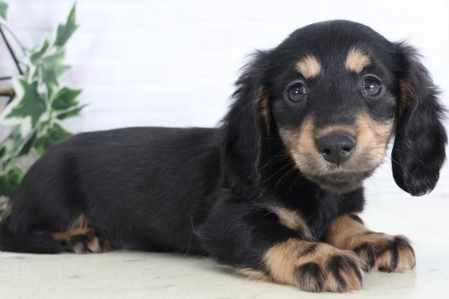 熊本県のミニチュアダックスフンド(ロング) (Coo&RIKUイオンモール宇城店/2025年12月1日生まれ/男の子/ブラックタン)の子犬の2枚目の画像