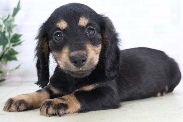 熊本県のミニチュアダックスフンド(ロング) (Coo&RIKUイオンモール宇城店/2025年12月1日生まれ/男の子/ブラックタン)の子犬の3枚目の画像