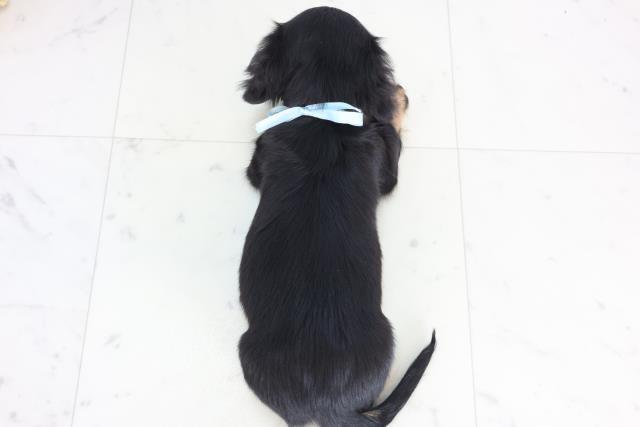 熊本県のミニチュアダックスフンド(ロング) (Coo&RIKUイオンモール宇城店/2025年12月1日生まれ/男の子/ブラックタン)の子犬の4枚目の画像