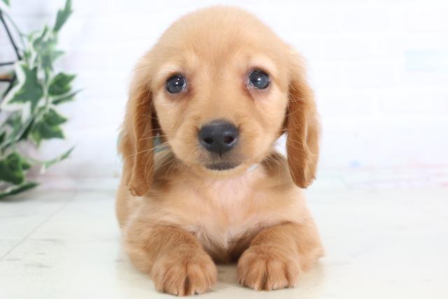 熊本県のミニチュアダックスフンド(ロング) (Coo&RIKU宇土シティモール店/2025年12月1日生まれ/男の子/ゴールド)の子犬の1枚目の画像