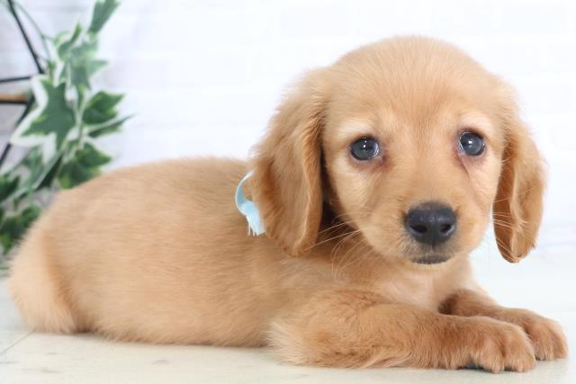 熊本県のミニチュアダックスフンド(ロング) (Coo&RIKU宇土シティモール店/2025年12月1日生まれ/男の子/ゴールド)の子犬の2枚目の画像