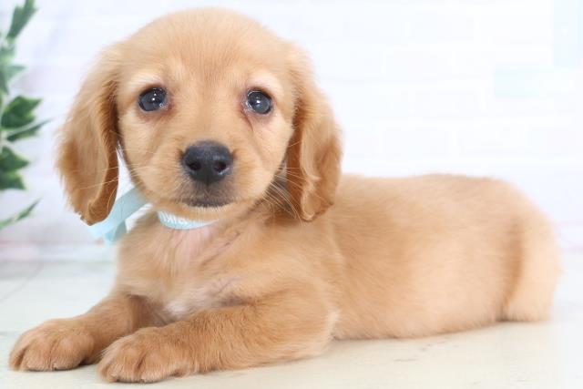 熊本県のミニチュアダックスフンド(ロング) (Coo&RIKU宇土シティモール店/2025年12月1日生まれ/男の子/ゴールド)の子犬の3枚目の画像