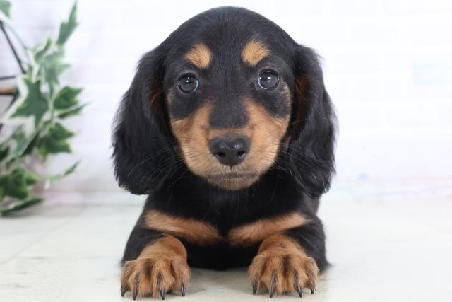 宮崎県のミニチュアダックスフンド(ロング) (Coo&RIKU宮崎店/2025年12月1日生まれ/女の子/ブラックタン)の子犬の1枚目の画像