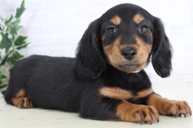 宮崎県のミニチュアダックスフンド(ロング) (Coo&RIKU宮崎店/2025年12月1日生まれ/女の子/ブラックタン)の子犬の2枚目の画像
