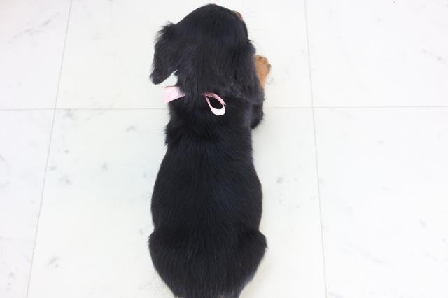 宮崎県のミニチュアダックスフンド(ロング) (Coo&RIKU宮崎店/2025年12月1日生まれ/女の子/ブラックタン)の子犬の4枚目の画像