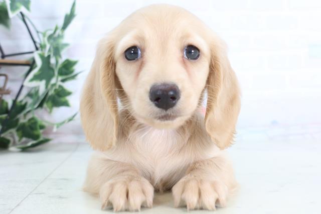 福岡県のミニチュアダックスフンド(ロング) (Coo&RIKU福岡古賀店/2025年12月1日生まれ/女の子/イエロー)の子犬の1枚目の画像