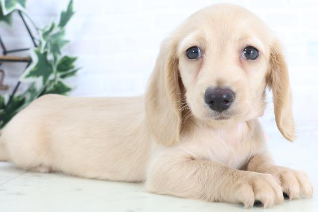 福岡県のミニチュアダックスフンド(ロング) (Coo&RIKU福岡古賀店/2025年12月1日生まれ/女の子/イエロー)の子犬の2枚目の画像