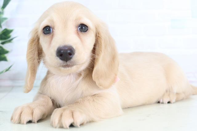 福岡県のミニチュアダックスフンド(ロング) (Coo&RIKU福岡古賀店/2025年12月1日生まれ/女の子/イエロー)の子犬の3枚目の画像