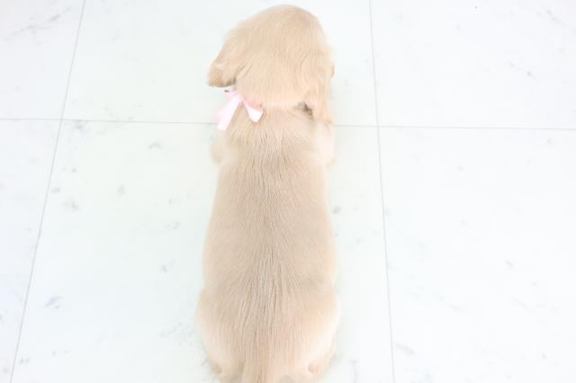 福岡県のミニチュアダックスフンド(ロング) (Coo&RIKU福岡古賀店/2025年12月1日生まれ/女の子/イエロー)の子犬の4枚目の画像