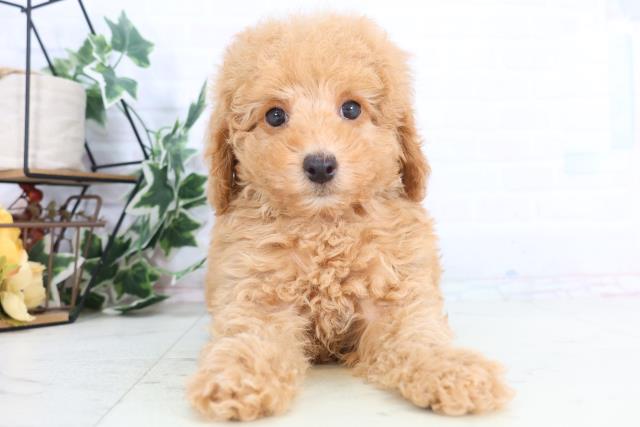 熊本県のトイプードル(トイ) (Coo&RIKU熊本店/2025年12月3日生まれ/男の子/クリーム)の子犬の1枚目の画像