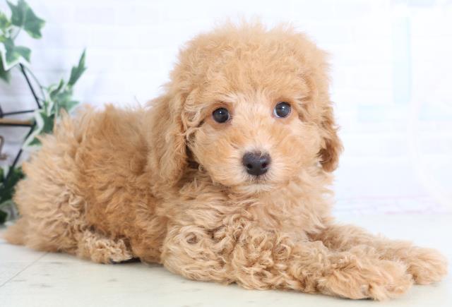 熊本県のトイプードル(トイ) (Coo&RIKU熊本店/2025年12月3日生まれ/男の子/クリーム)の子犬の2枚目の画像