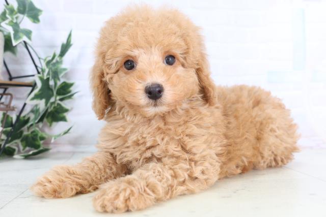 熊本県のトイプードル(トイ) (Coo&RIKU熊本店/2025年12月3日生まれ/男の子/クリーム)の子犬の3枚目の画像