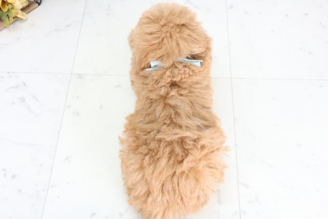 熊本県のトイプードル(トイ) (Coo&RIKU熊本店/2025年12月3日生まれ/男の子/クリーム)の子犬の4枚目の画像