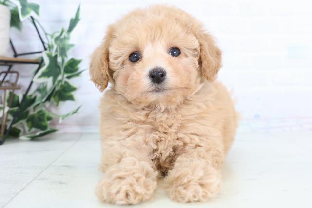 鹿児島県のトイプードル(トイ) (Coo&RIKU鹿屋店/2025年12月3日生まれ/男の子/クリーム)の子犬の1枚目の画像