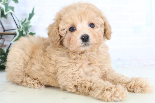 鹿児島県のトイプードル(トイ) (Coo&RIKU鹿屋店/2025年12月3日生まれ/男の子/クリーム)の子犬の2枚目の画像