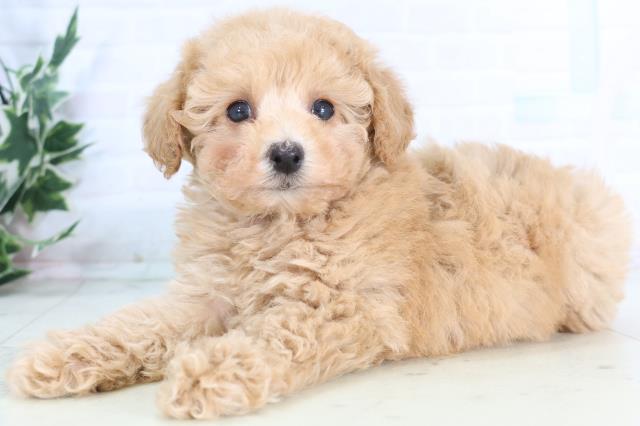 鹿児島県のトイプードル(トイ) (Coo&RIKU鹿屋店/2025年12月3日生まれ/男の子/クリーム)の子犬の3枚目の画像